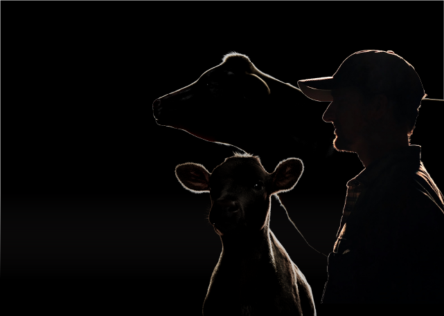 Black image with white outline of calf, cow and producer