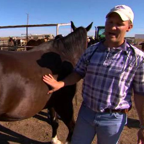 Caring for Your Senior Horse: Body Condition Scoring Preview Image