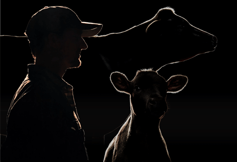 Black and white image of dairy cow, dairy producer and dairy calf